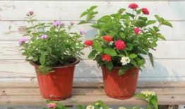 清迈扫地僧爆料视频最新,视频爆料背后的惊人真相